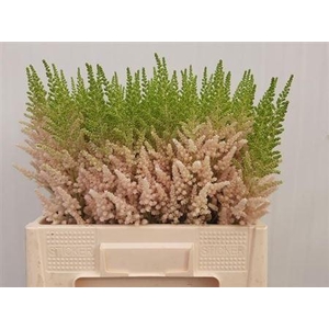 Astilbe Ch Vision Inferno