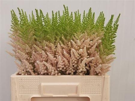<h4>Astilbe Ch Vision Inferno</h4>