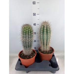 Pachycereus pringlei