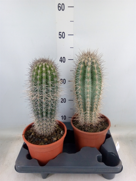 <h4>Pachycereus pringlei</h4>