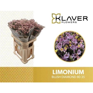 Lim Sin Blush Diamond
