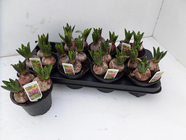 <h4>HYACIN JAN BOS</h4>