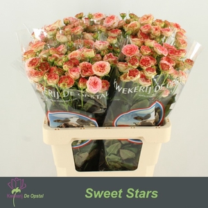 R tr Sweet Stars