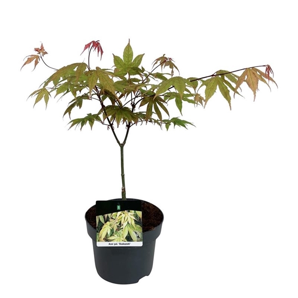 <h4>Acer pal. 'Osakazuki'</h4>