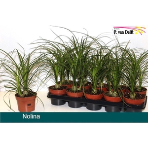 Nolina 12Ø 30cm