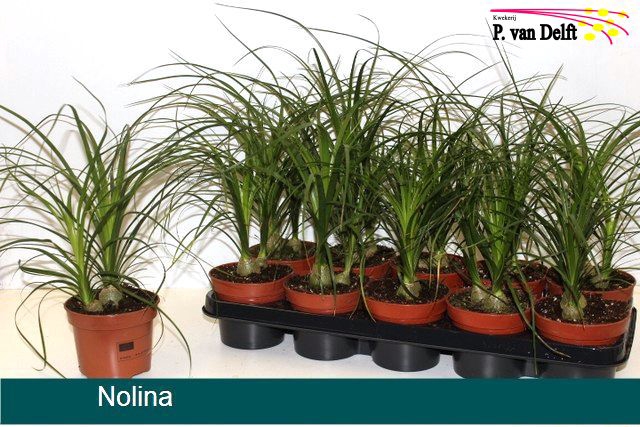 Nolina 12Ø 30cm