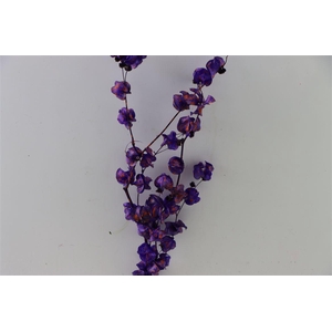 Dried Artz Bougainvillea Vermeer Bunch