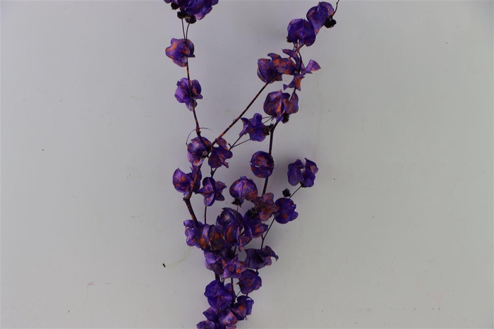 <h4>Dried Artz Bougainvillea Vermeer Bunch Slv</h4>