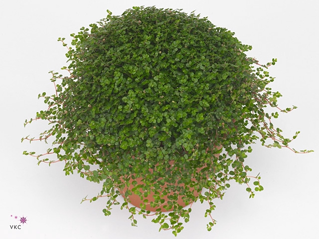 SOLEIROLIA SOLEIROLI