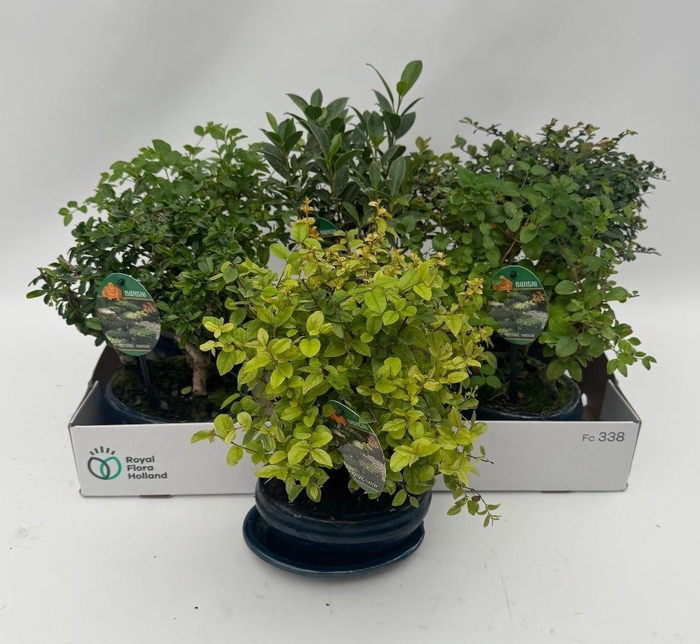 <h4>BONSAI GEM</h4>