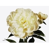 Paeonia Shirley Temple
