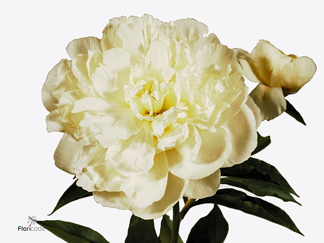 Paeonia Shirley Temple