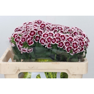 Dianthus Br Kiwi Maroon XXL