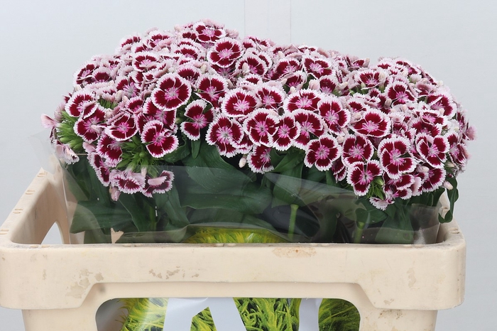 Dianthus Br Kiwi Maroon XXL