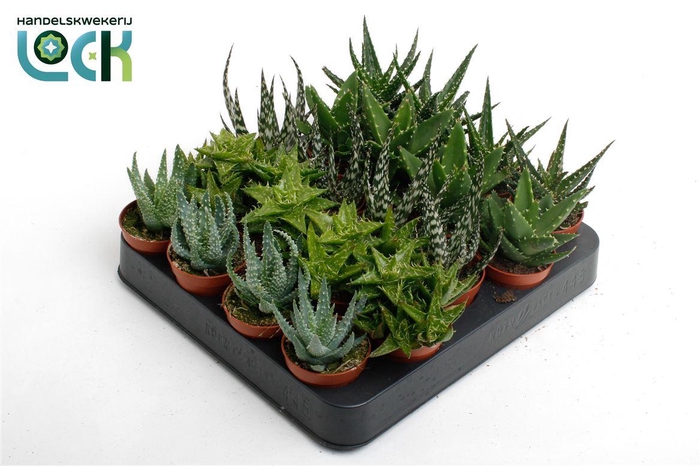 <h4>Aloe Gemengd</h4>