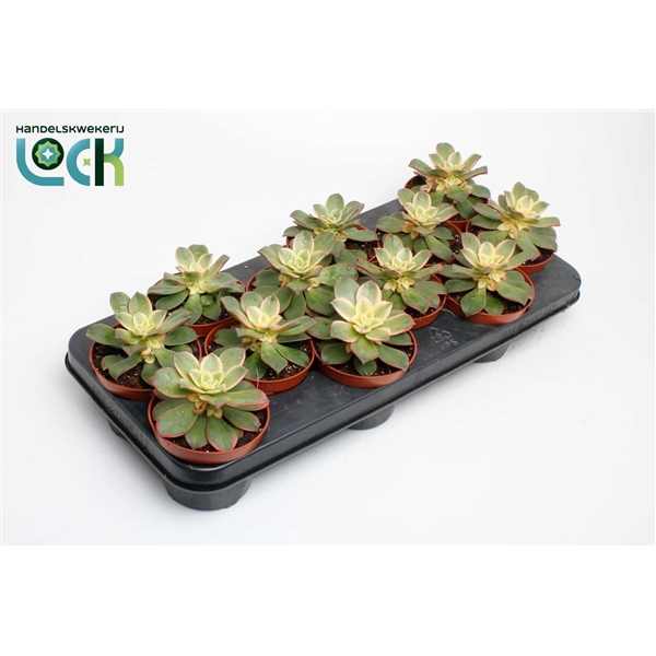 <h4>Aeonium Tricolor ('Kiwi')</h4>