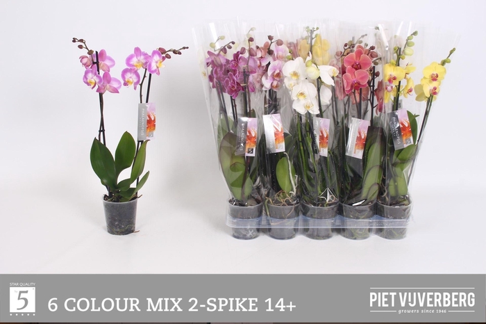 <h4>PHAL GEM 6 KL</h4>