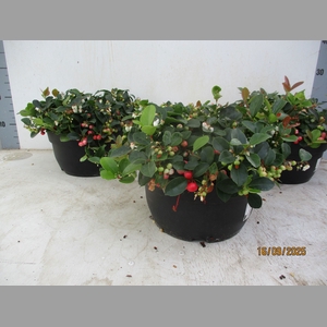 GAULTH PR BIG BERRY