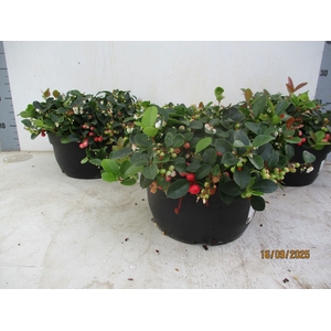 GAULTH PR BIG BERRY