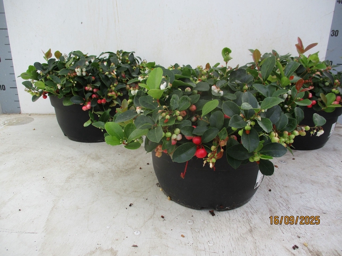 <h4>GAULTH PR BIG BERRY</h4>