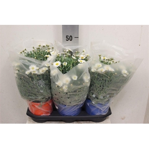 Argyranthemum frutescens Stella 2000