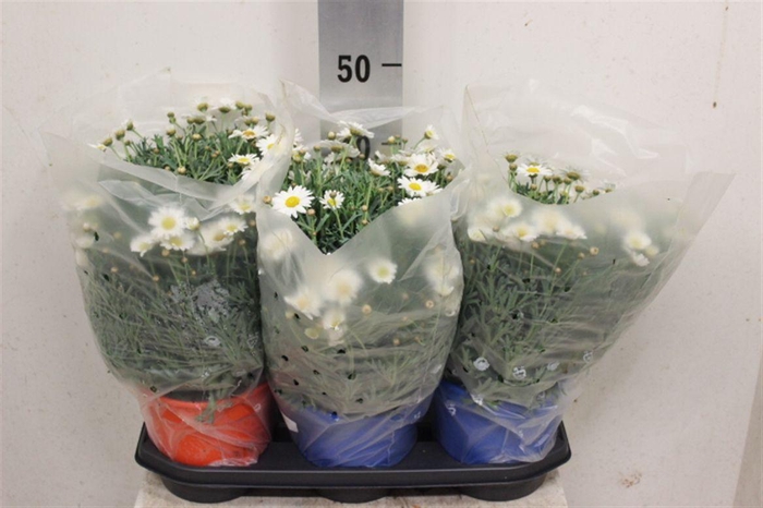 <h4>Argyranthemum frutescens Stella 2000</h4>