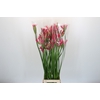 Nerine Pearl of Cherry