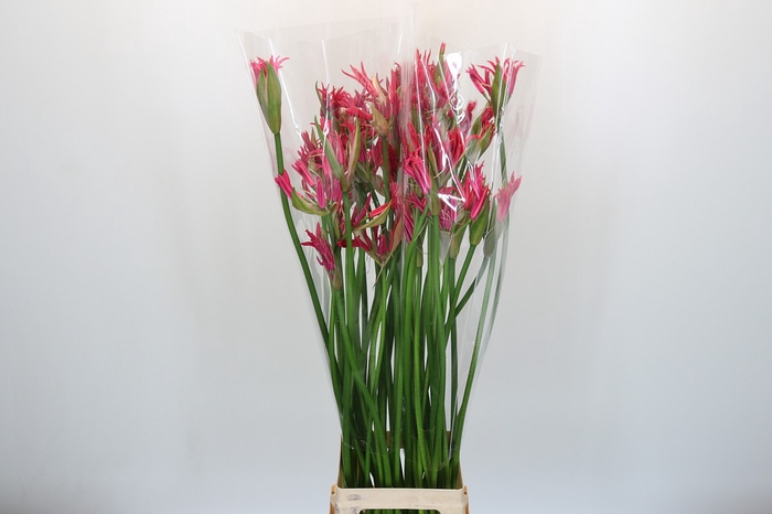 <h4>Nerine Pearl of Cherry</h4>