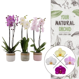 YNO| Mix in Pastel cement keramiek | Phal. 2 spike