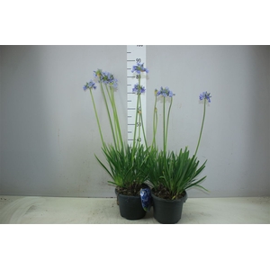 Agapantus Africanus Blue