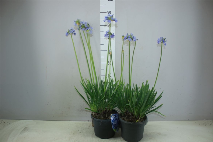 <h4>Agapantus Africanus Blue</h4>