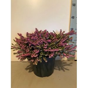 ERIC DA KRAMERS ROTE