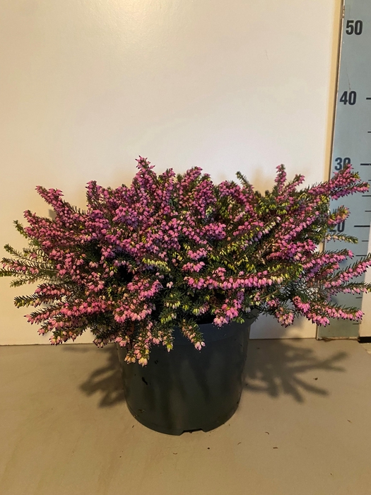 <h4>ERIC DA KRAMERS ROTE</h4>