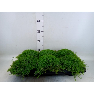 Soleirolia soleirolii   ...green