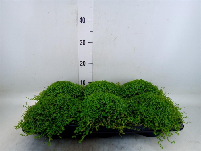 <h4>Soleirolia soleirolii   ...green</h4>