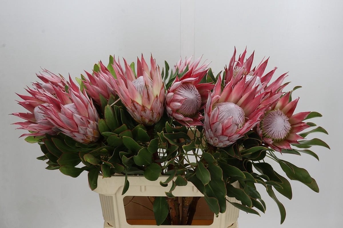 Protea Cynaroides