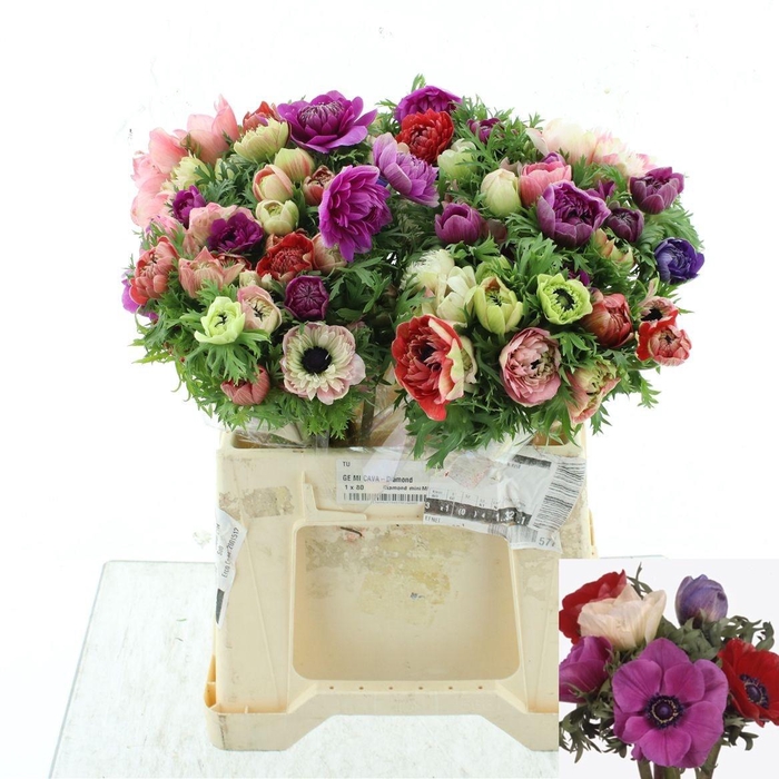 <h4>ANEM CO FULLSTAR GEM</h4>