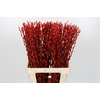 Salix Caprea Snow Flake P. Red