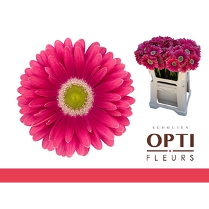 Gerbera Unique Water