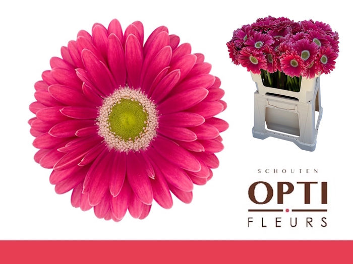 <h4>Gerbera Unique Water</h4>