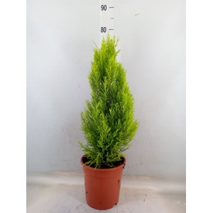 Cupressus macro. 'Goldcrest Wilma'