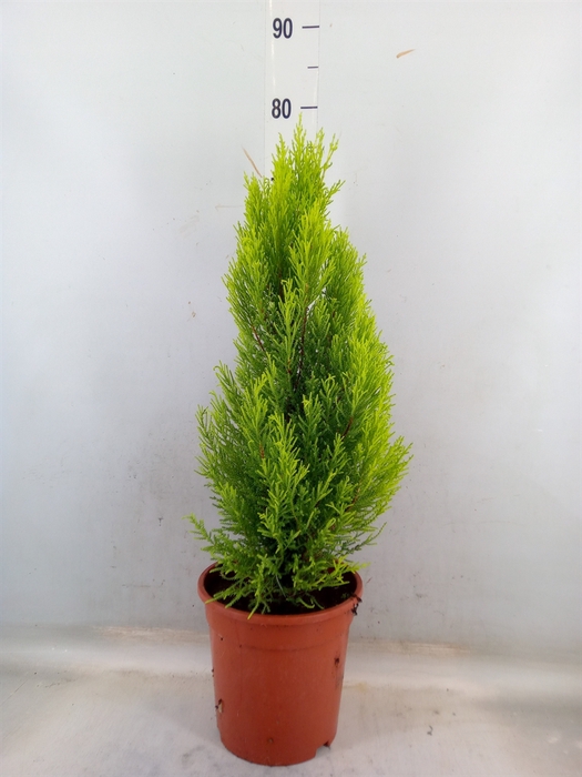 <h4>Cupressus macro. 'Goldcrest Wilma'</h4>