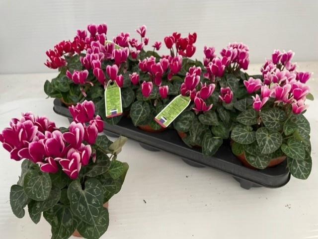 <h4>CYCL KL OVERIG</h4>