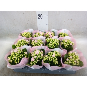 Kalanchoe   ...