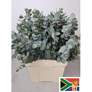 EUC CINEREA PB -ZA-BUSH