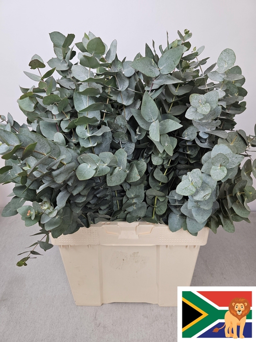 <h4>EUC CINEREA PB -ZA-BUSH</h4>