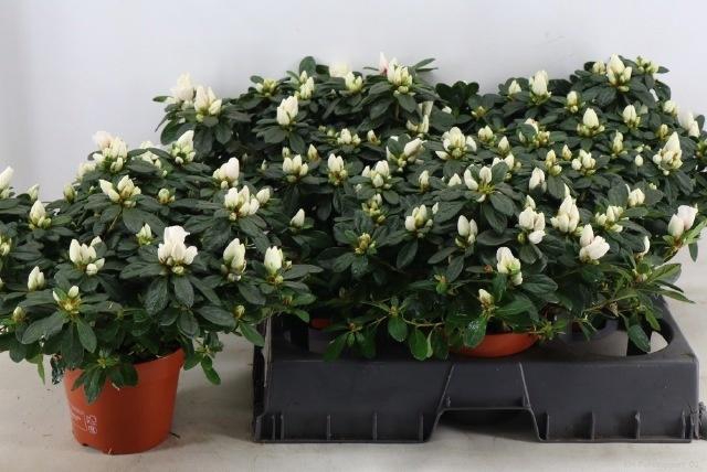 <h4>RHODO SI OV</h4>