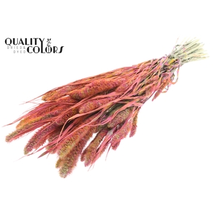 Setaria per bunch Multicolour Cerise
