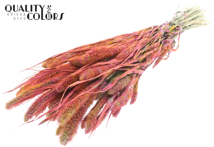 <h4>Setaria per bunch Multicolour Cerise</h4>