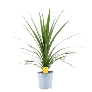 Cordyline indivisa 'Peko'